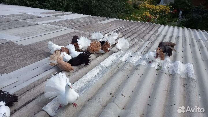 Продам голубей