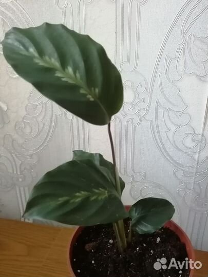 Калатея Gem 3 Srt