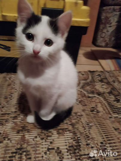 Кошечка 3 месяца