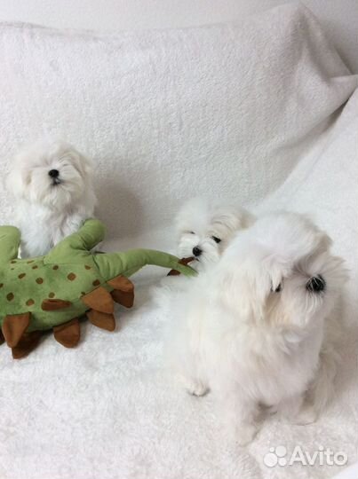 Мальтийская болонка Мальтезе