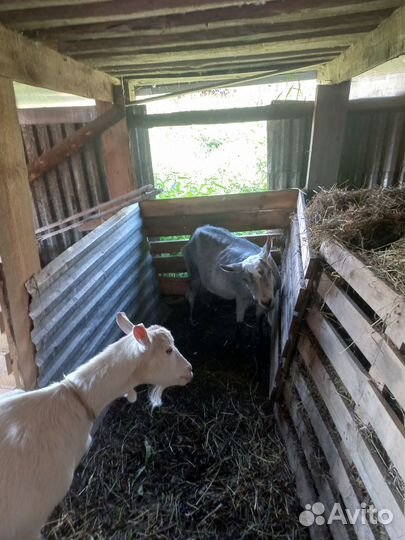 Зааненская дойная коза