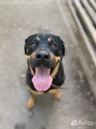 Передержка собак