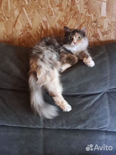 Кошка