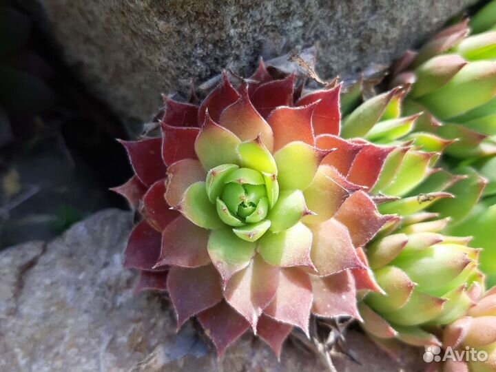 Кактусы,суккуленты