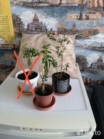 Комнатные цветы мирт