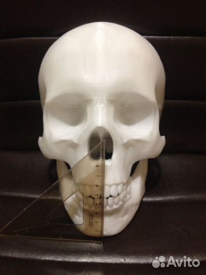 Череп человека в натуральную велечину
