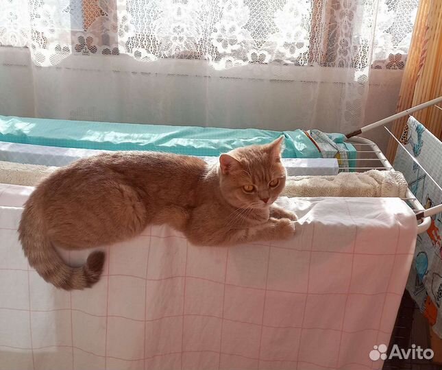 Британская