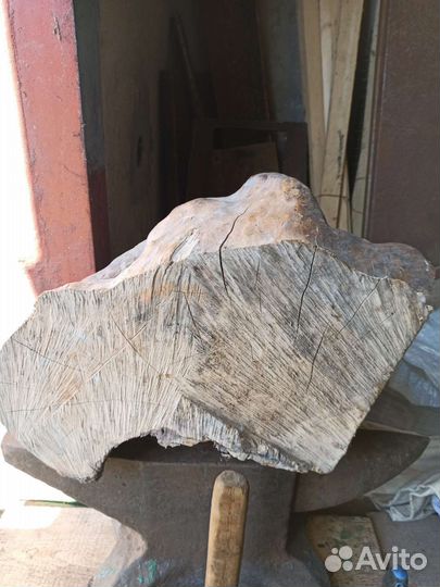 Сувель березовый