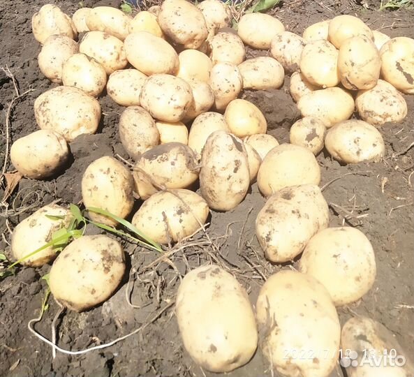 Семенной картофель сорт Ривьера