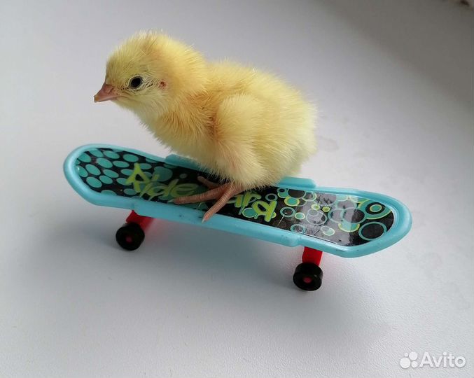 Цыплята перепелов породы Техас утежеленный