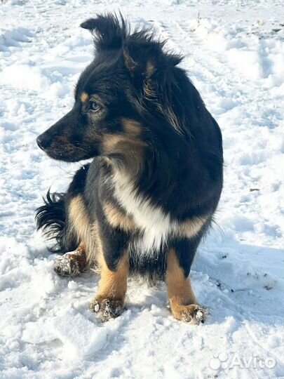 Коротколапые молодые собачки, 10 мес