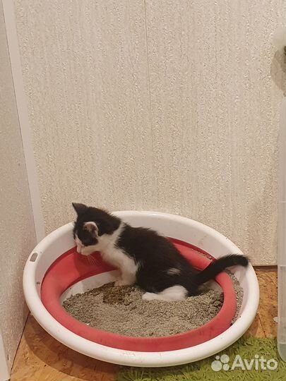 Нужна помощь в пристройстве котят