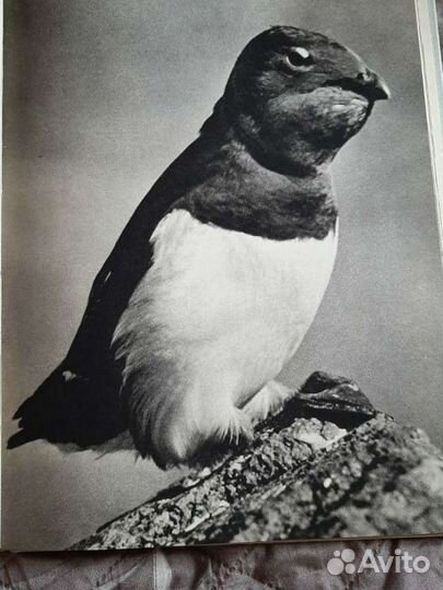 Природа Арктики. Автор Влодзимеж Пухальский