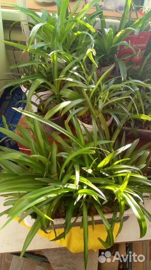 Хлорофитум, озеленение на заказ, композиции