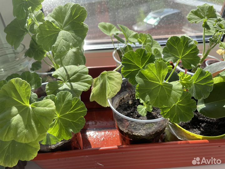 Герань пеларгония