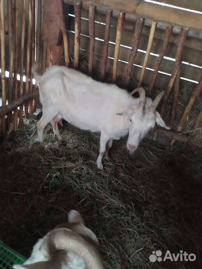 Козы козёл чешский