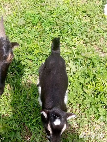 Козлята ламанча