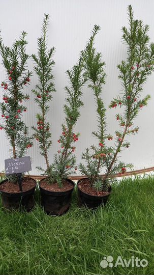 Кипарисовик, тис, пихта