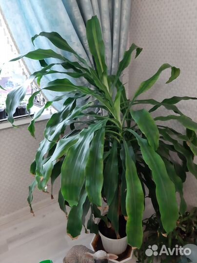 Драцена,юкка,фикус