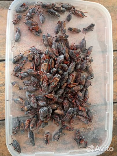 Замороженные насекомые