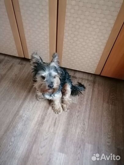 Йоркширский терьер вязка мальчик