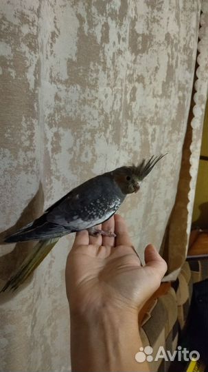 Попугай корелла птенец