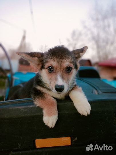 Мальчик коржик