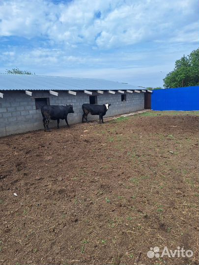 Телки стельные