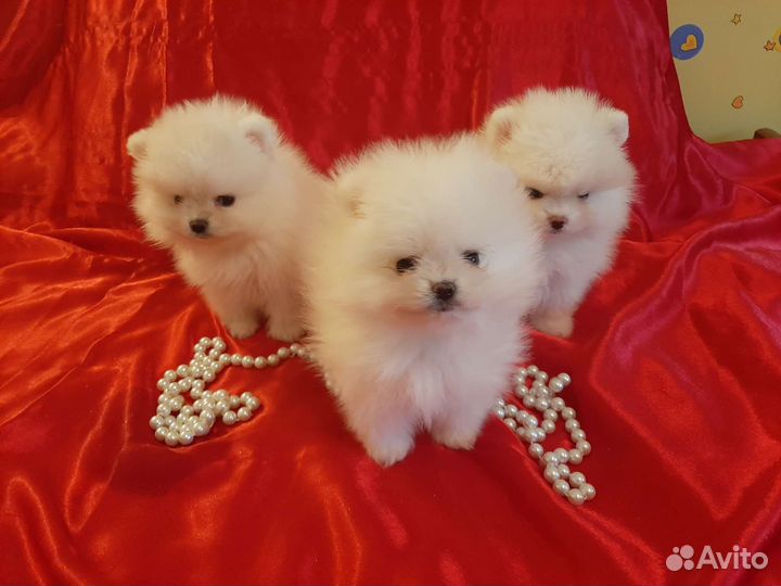 Шпицы померанцы мишки всех цветов