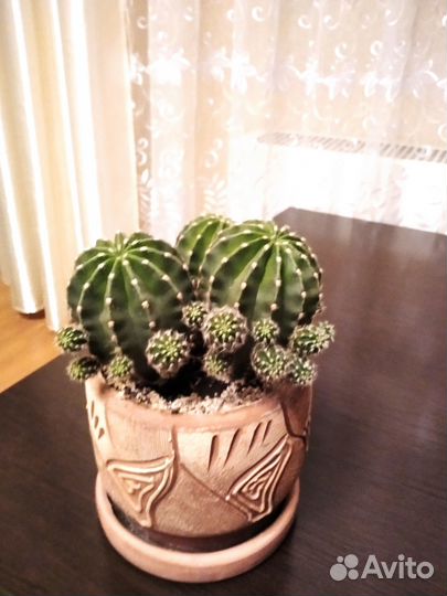 Продаётся кактус