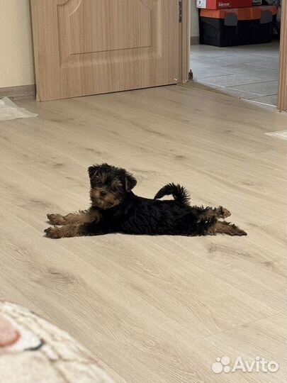 Йоркширский терьер щенок