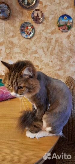 Стрижка кошек