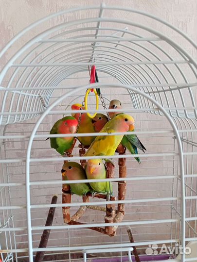 Птенцы попугая неразлучника