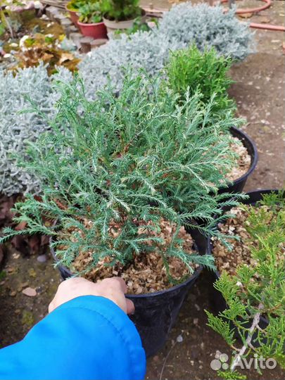 Хвойники, большой выбор