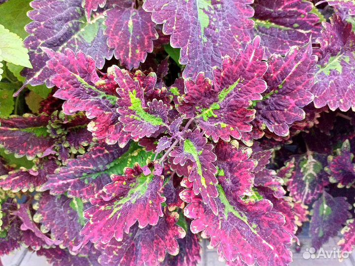 Колеусы вегетативные