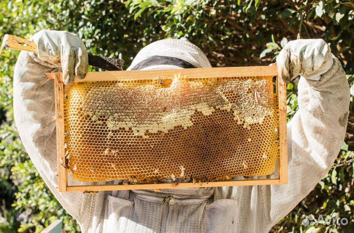 Мед натуральный с Алтая опт