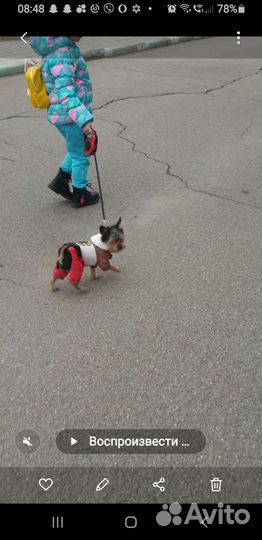 Йоркширский терьер мини