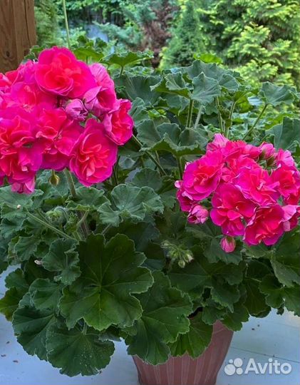 Пеларгония герань