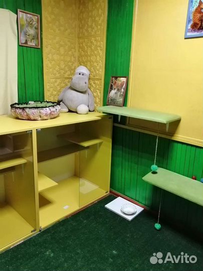 Гостиница для кошек 