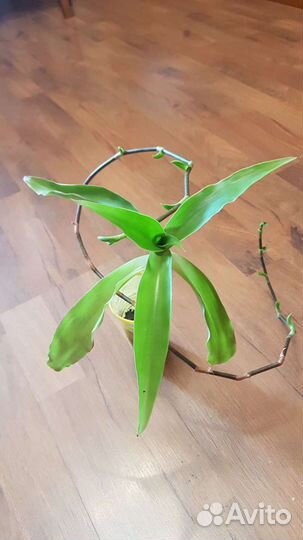 Рэо,золотой ус,денежное дерево