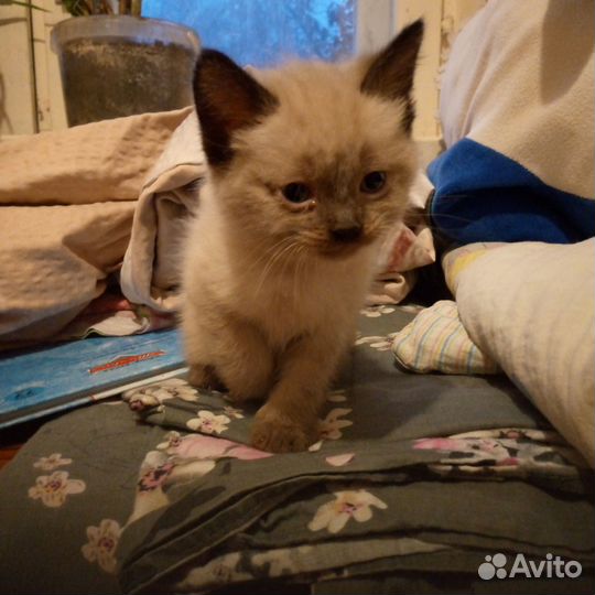 Отдам в добрые руки