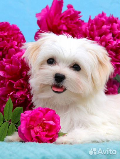 Мальтезе. Мини принцесса