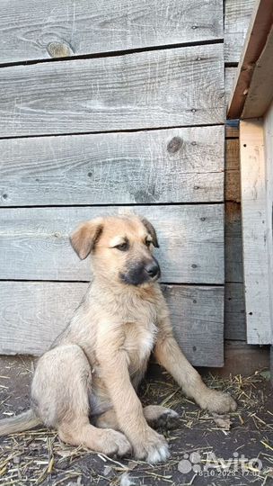 Щенок в добрые руки бесплатно