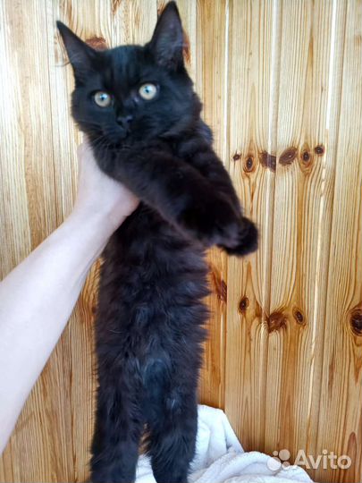 Котёнок 2.5 мес девочка