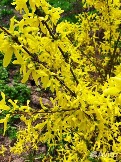 Форзиция Ива Барбарис, Черная и Красная Смородина