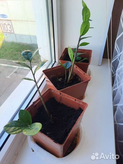 Замиакулькас