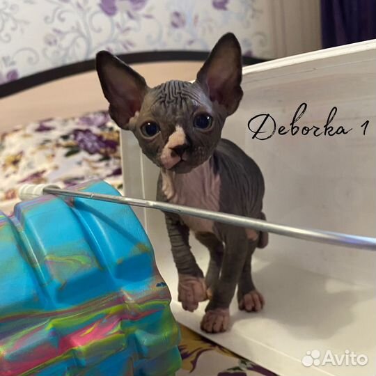 Канадский сфинкс