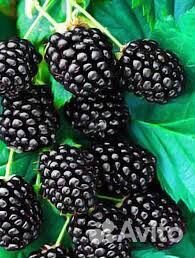 Ежевика безшиповая Небеса могут подождать