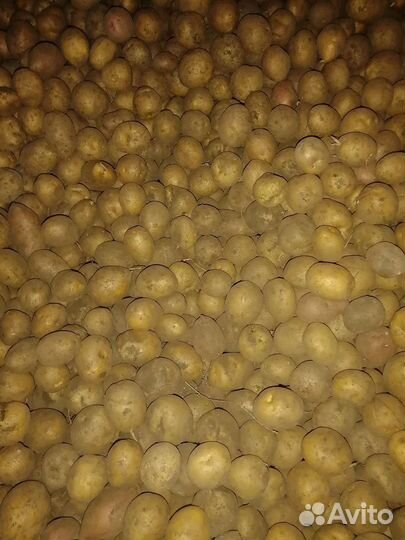 Семенной картофель галла