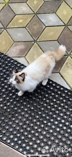 Котик рэгдолл